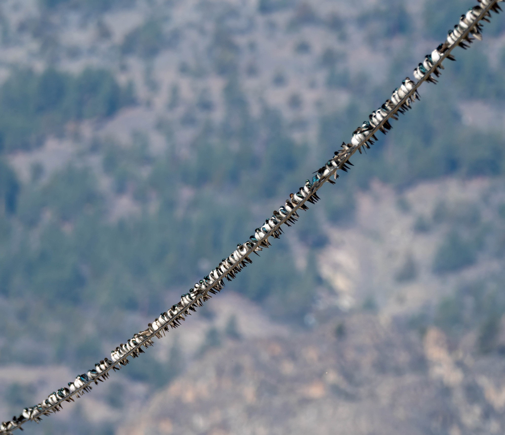 Tree Swallows on a wire